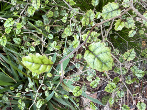 Carpodetus serratus observed 2026-10-24