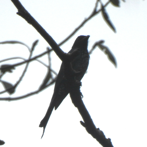 Dicrurus annectans observed 2026-10-25