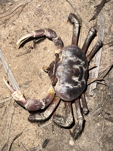 Cardisoma carnifex observed 2026-10-20