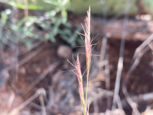 Red Grama