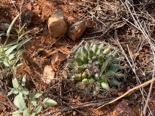 Mammillaria heyderi macdougalii