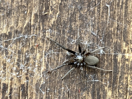 Southern House Spider