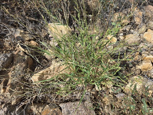 Urochloa arizonica, 2026-10-24
