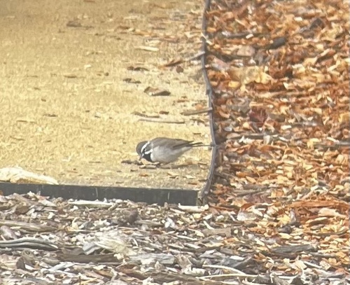 Black-throated Sparrow