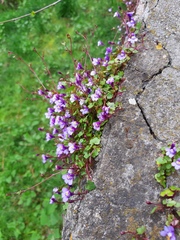 Cymbalaria muralis