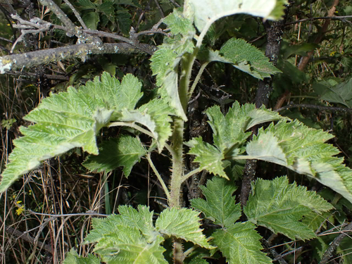 Rubus hawaiensis observed 2026-10-24