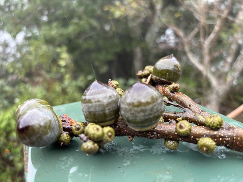 Lithocarpus observed 2026-10-25