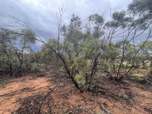 Eucalyptus incrassata observed 2026-10-25