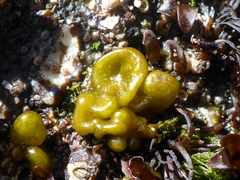 Dactylosiphon bullosus