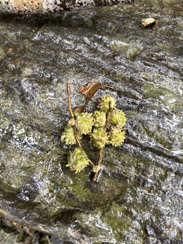 Castanopsis carlesii observed 2026-10-25