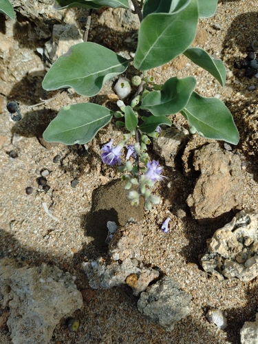 Vitex trifolia observed 2026-10-25
