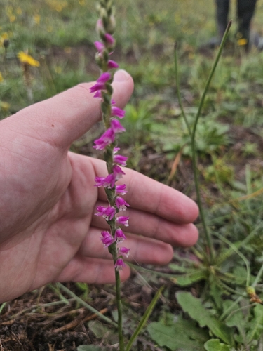 Spiranthes australis observed 2026-10-23