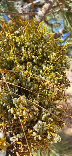 Arceuthobium campylopodum, 2026-10-24