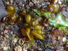 Dactylosiphon bullosus