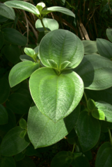 Heterotis buettneriana
