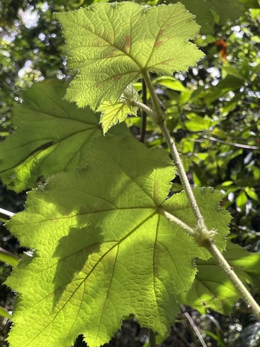 Rubus alceifolius observed 2026-10-25