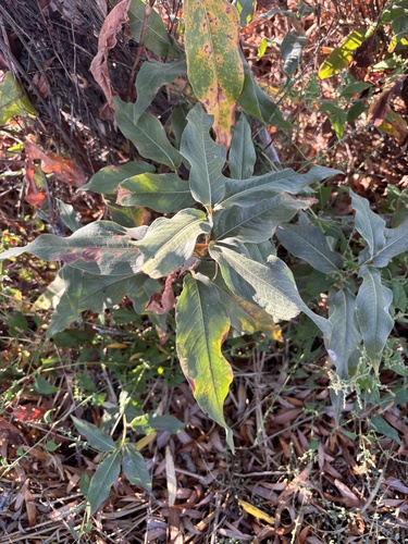 Persicaria amphibia, 2026-10-24