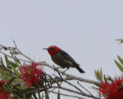 Myzomela sanguinolenta, 2026-10-25