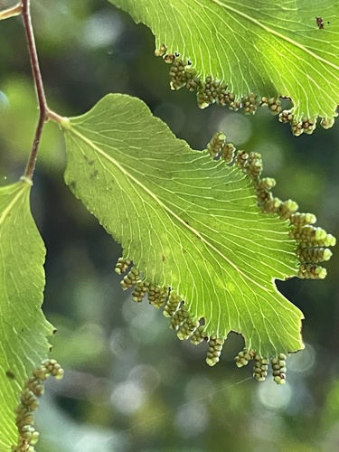 Lygodium reticulatum observed 2026-10-25