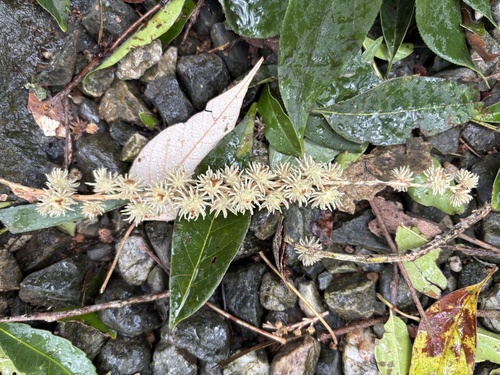 Mallotus paniculatus observed 2026-10-25