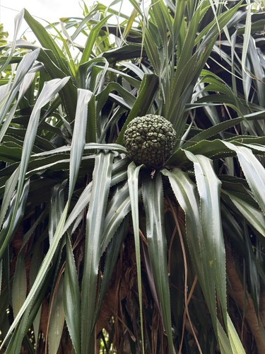 Pandanus observed 2026-10-25