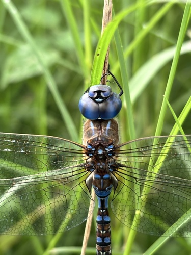 Blue-eyed Darner