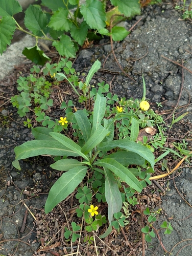 Ixeris chinensis observed 2026-10-25