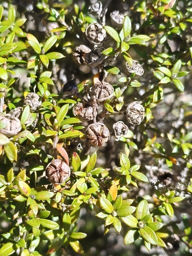 Leptospermum scoparium observed 2026-10-25