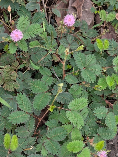 Mimosa pudica observed 2026-10-25