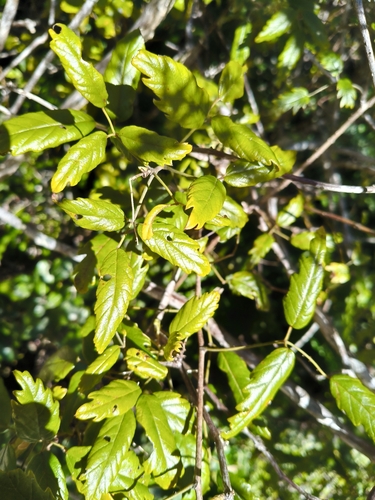 Rubus schmidelioides observed 2026-10-25
