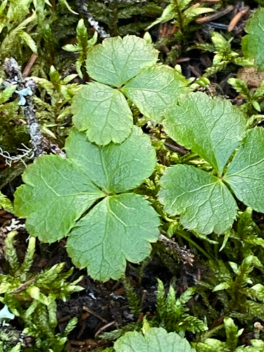 Coptis trifolia, 2026-10-24