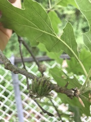 Dryocosmus floridensis
