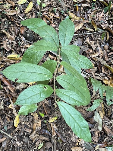 Palmeria scandens observed 2026-10-25