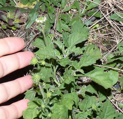 Phyllopodium rustii