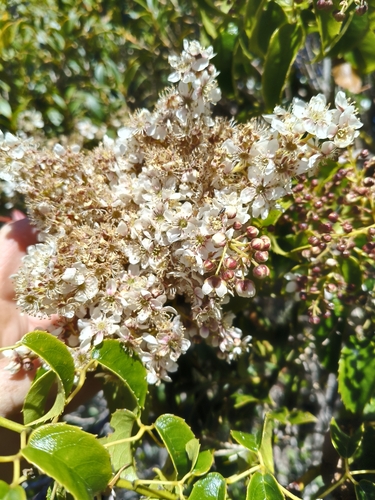 Rubus cissoides observed 2026-10-25