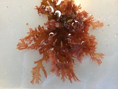 Callophyllis flabellulata