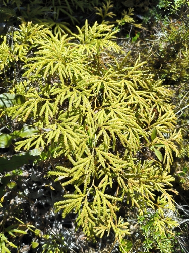Pseudodiphasium volubile observed 2026-10-25