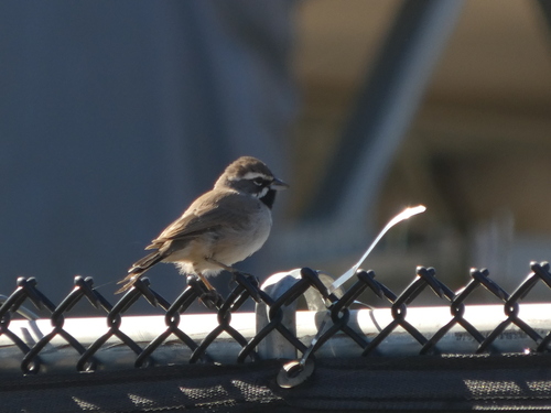 Black-throated Sparrow