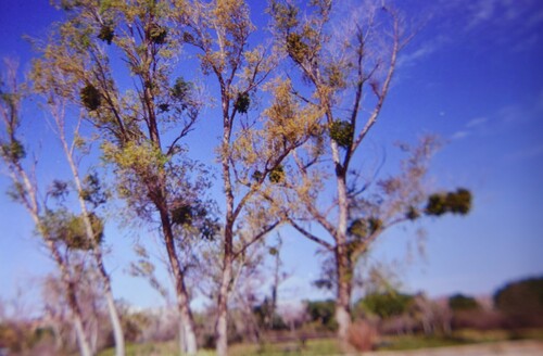 Broadleaf Mistletoe