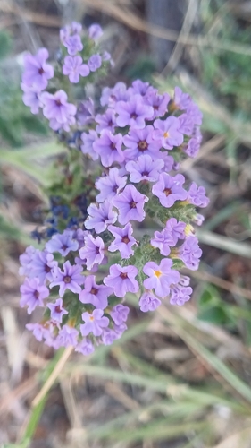Heliotropium amplexicaule observed 2026-10-25
