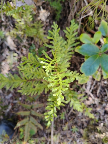 Libocedrus bidwillii observed 2026-10-25