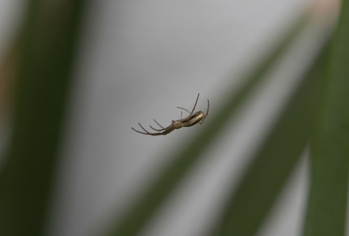 Silver Long-jawed Orbweaver