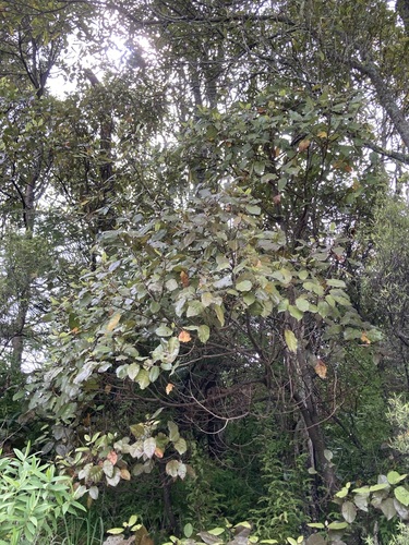 Litsea observed 2026-10-25