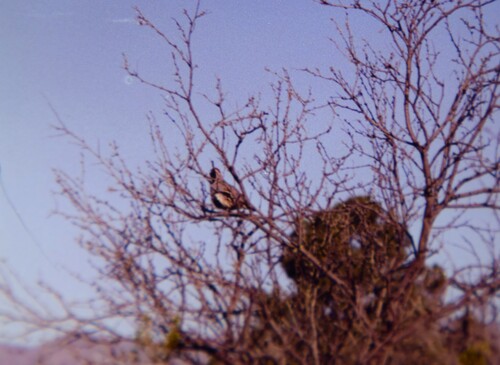 Gambel's Quail