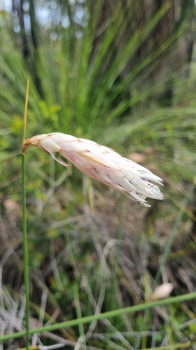 Johnsonia lupulina, 2026-10-25