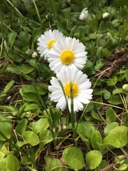 Bellis perennis