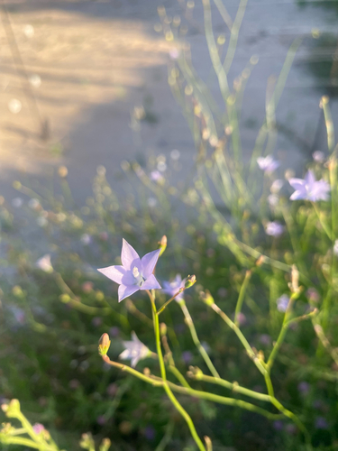 Wahlenbergia undulata, 2026-10-24