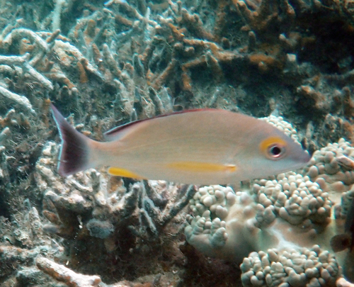 Lutjanus fulvus observed 2026-10-21