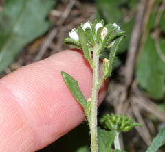 Phyllopodium rustii