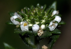 Phyllopodium rustii